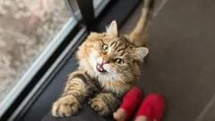 Why Cats Are Always Running Underfoot: A Simple Scientific Explanation